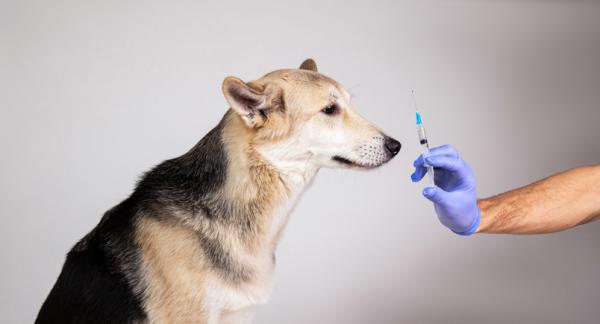 Cukrzyca u psow objawy leczenie i powiklania