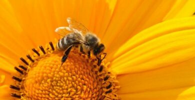 Cykl zycia pszczol miodnych