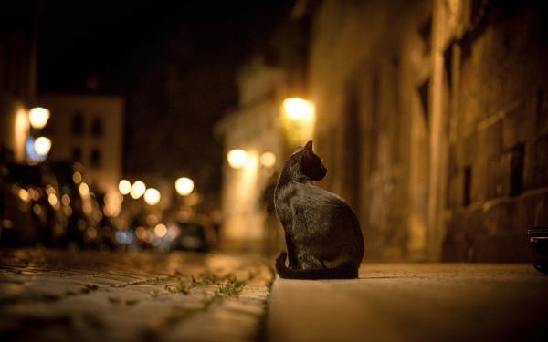 Czy koty prowadza nocny tryb zycia