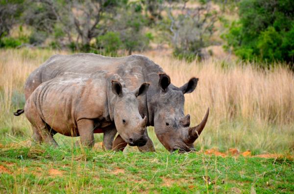 Czy nosorozecowi grozi wyginiecie