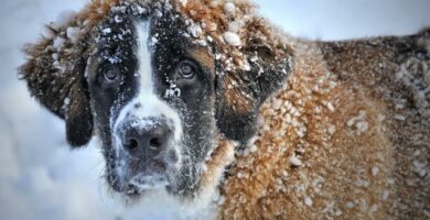 Czy pies moze umrzec z zimna