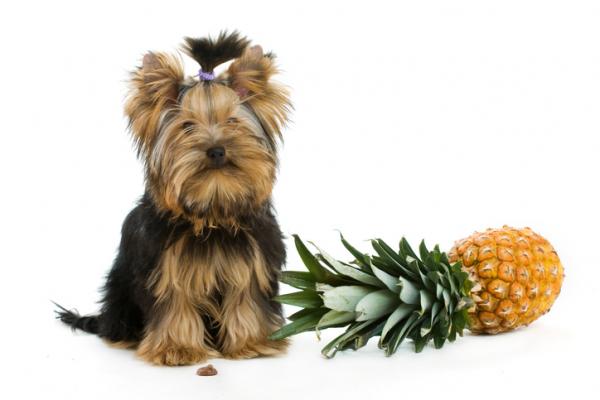 Czy psy moga jesc ananasa