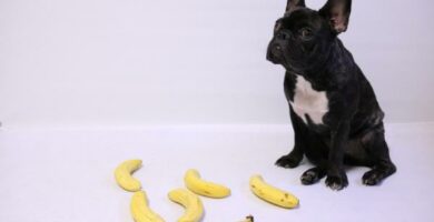 Czy psy moga jesc banany