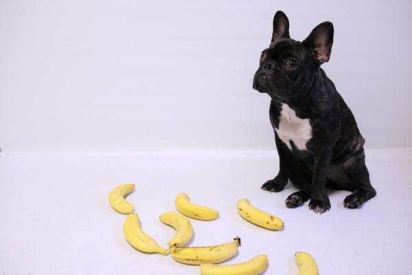 Czy psy moga jesc banany