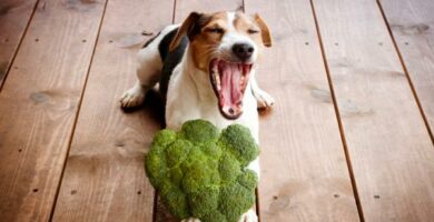 Czy psy moga jesc brokuly i kalafior