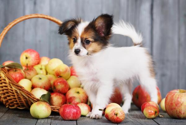 Czy psy moga jesc jablka