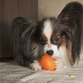 Czy psy moga jesc mandarynki lub pomarancze
