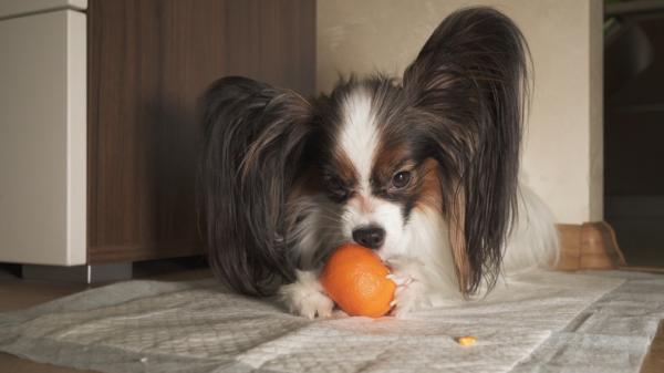 Czy psy moga jesc mandarynki lub pomarancze