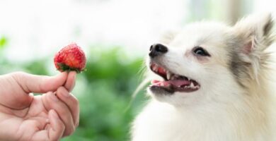 Czy psy moga jesc truskawki