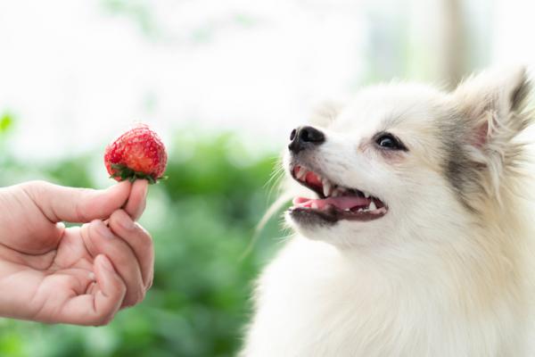 Czy psy moga jesc truskawki