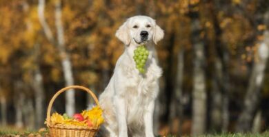 Czy psy moga jesc zielone winogrona lub rodzynki