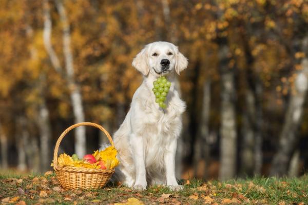 Czy psy moga jesc zielone winogrona lub rodzynki