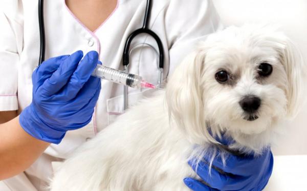 Czy szczepionka przeciw leiszmanii jest skuteczna u psow