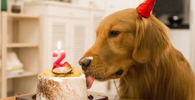 DIY przepisy na ciasto dla psow