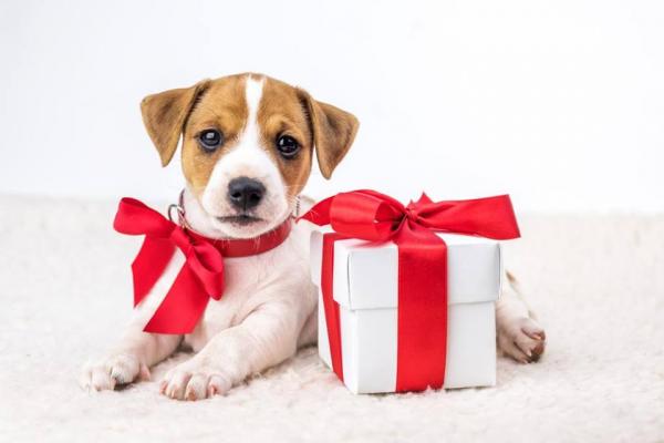 Dawanie zwierzat domowych na Boze Narodzenie czy to prawda