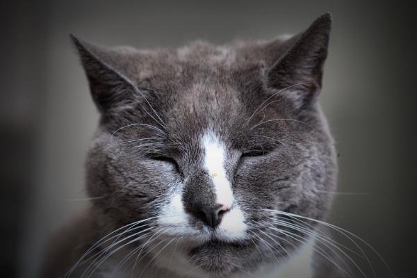 Demencja starcza u kotow objawy i leczenie