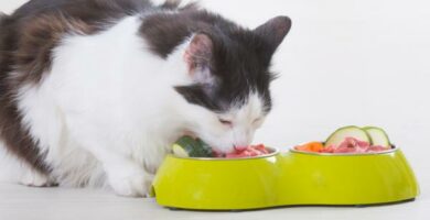 Dieta surowa lub BARF dla kotow przyklad zalety i