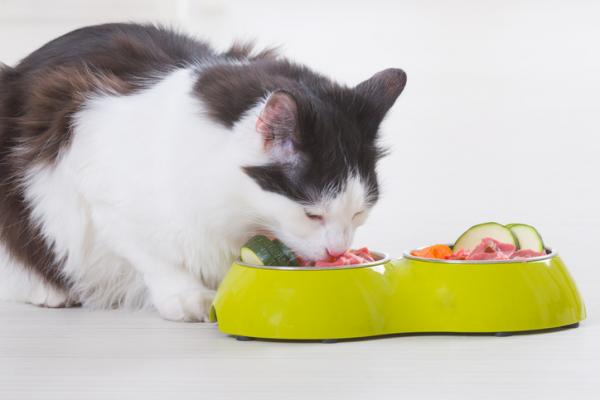 Dieta surowa lub BARF dla kotow przyklad zalety i