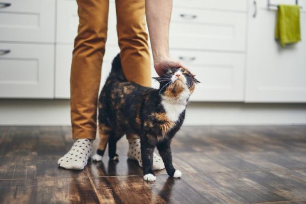 Dlaczego koty chodza miedzy nogami