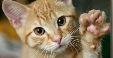 Dlaczego koty rzucaja przedmiotami na ziemie