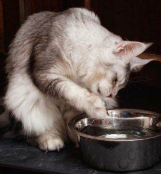 Dlaczego moj kot pije wode lapa