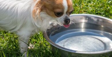 Dlaczego moj pies nie pije wody