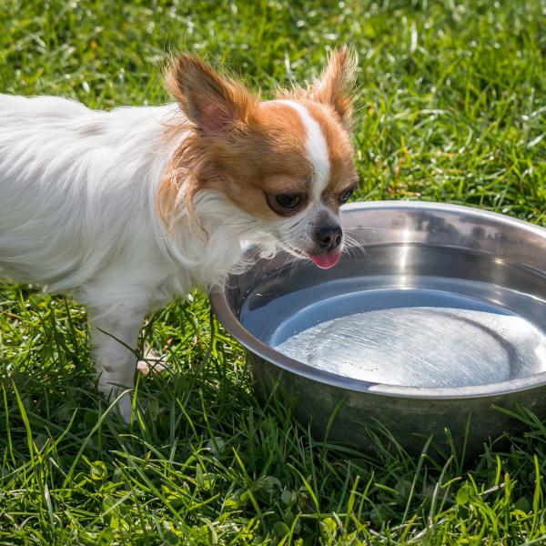 Dlaczego moj pies nie pije wody