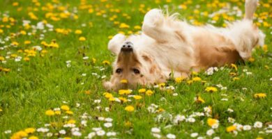 Dlaczego moj pies tarza sie w trawie