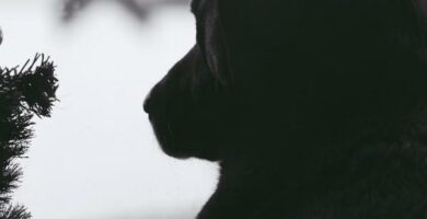 Dlaczego pies placze gdy jest sam