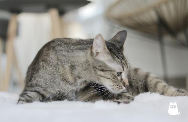 Feromony dla kotow – czym sa i jak z nich