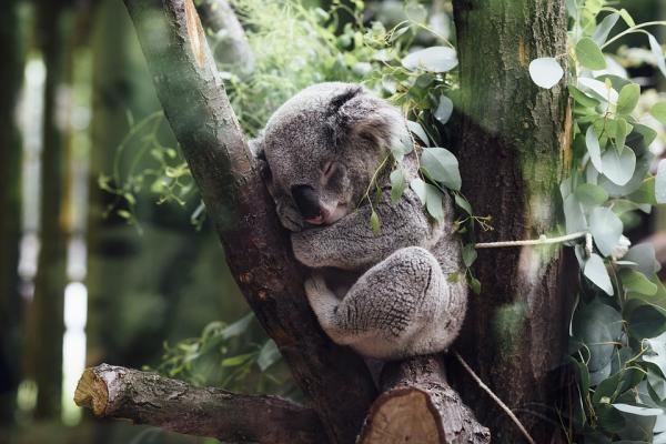 Ile spi koala