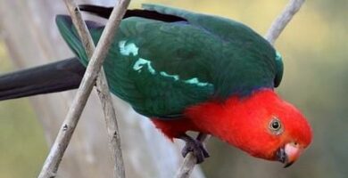 Imiona dla australijskich papug