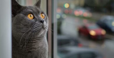 Imiona dla kotow w jezyku angielskim i ich znaczenie