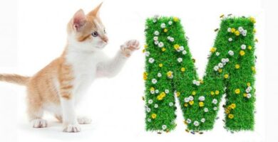 Imiona dla kotow z litera M