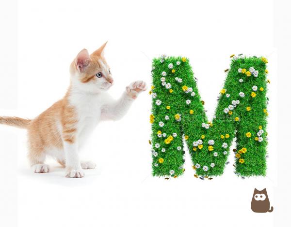 Imiona dla kotow z litera M