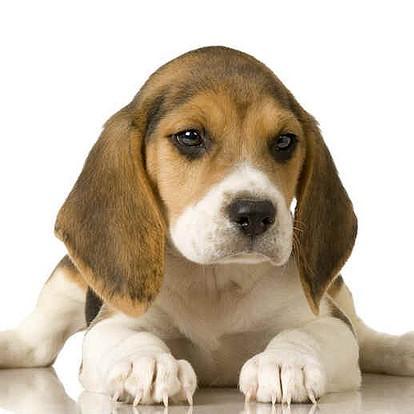 Imiona dla psow rasy beagle