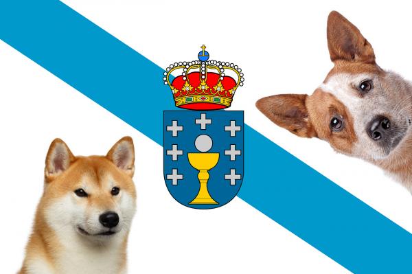 Imiona dla psow w jezyku galicyjskim