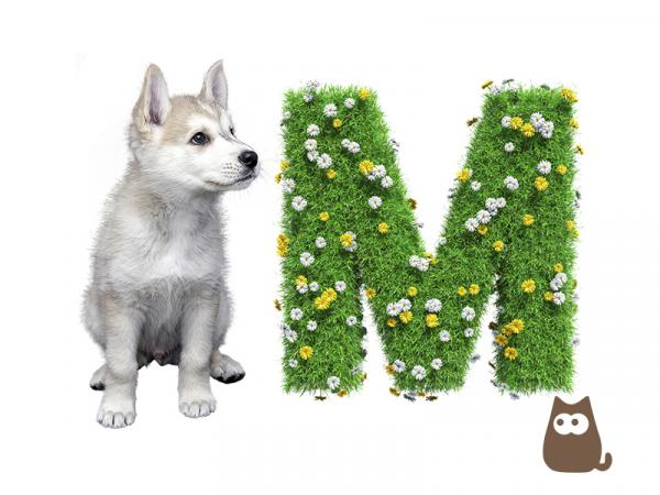 Imiona dla psow z litera M