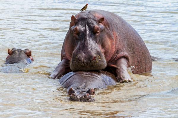 Jak rozmnazaja sie hipopotamy