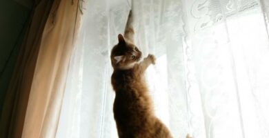 Jak uniemozliwic kotu wspinanie sie