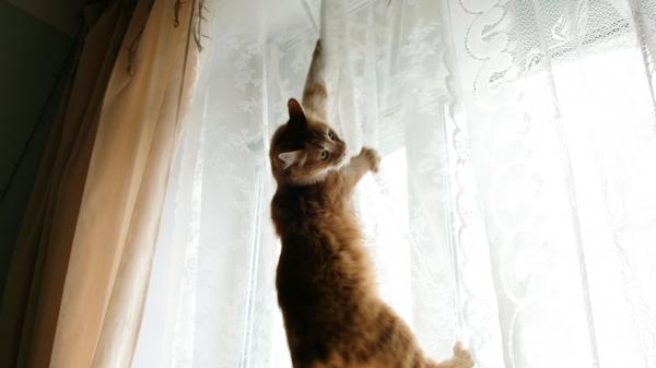 Jak uniemozliwic kotu wspinanie sie