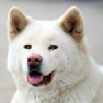 Japonskie rasy psow ktore powinienes znac