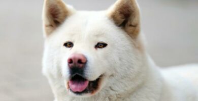 Japonskie rasy psow ktore powinienes znac