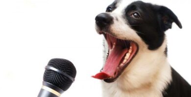 Jezyk psow i znaki spokoju — kompletny przewodnik
