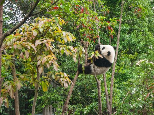 Karmienie niedzwiedzia pandy