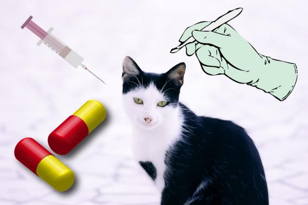 Metody antykoncepcji dla kotow