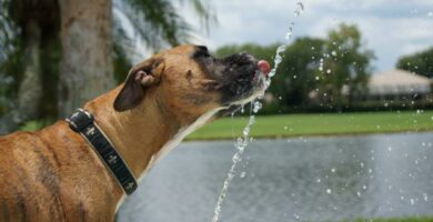 Moj pies ma obsesje na punkcie wody pitnej