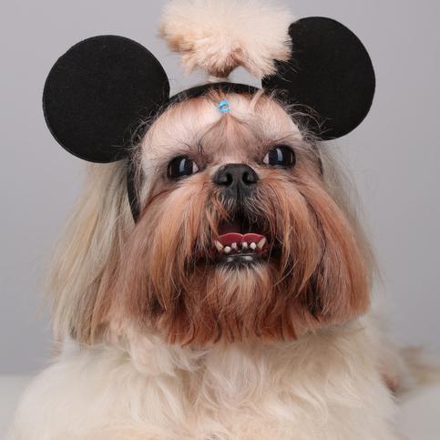 Nazwy postaci Disneya dla psow