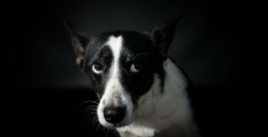 Niepokoj u psow objawy i rozwiazania