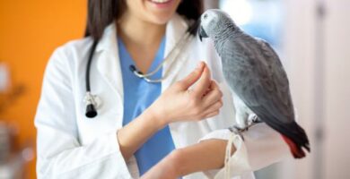 Objawy choroby papugi